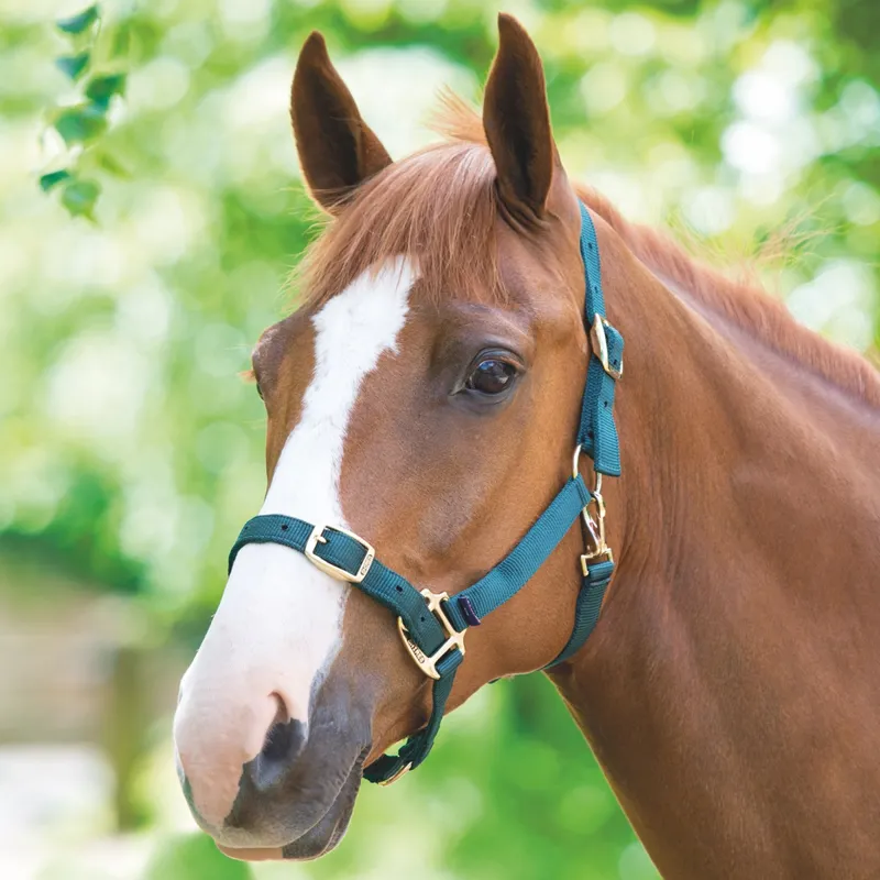 Shires Adjustable Headcollar - Green