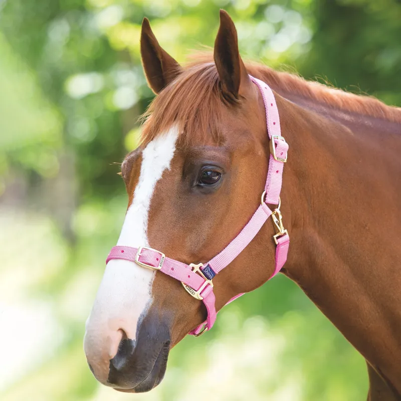 Shires Adjustable Headcollar - Pink