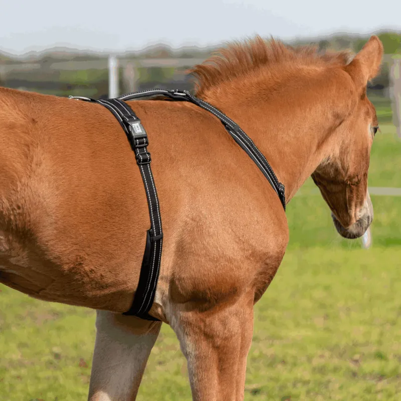 Sprenger Foal Harness - Black-1