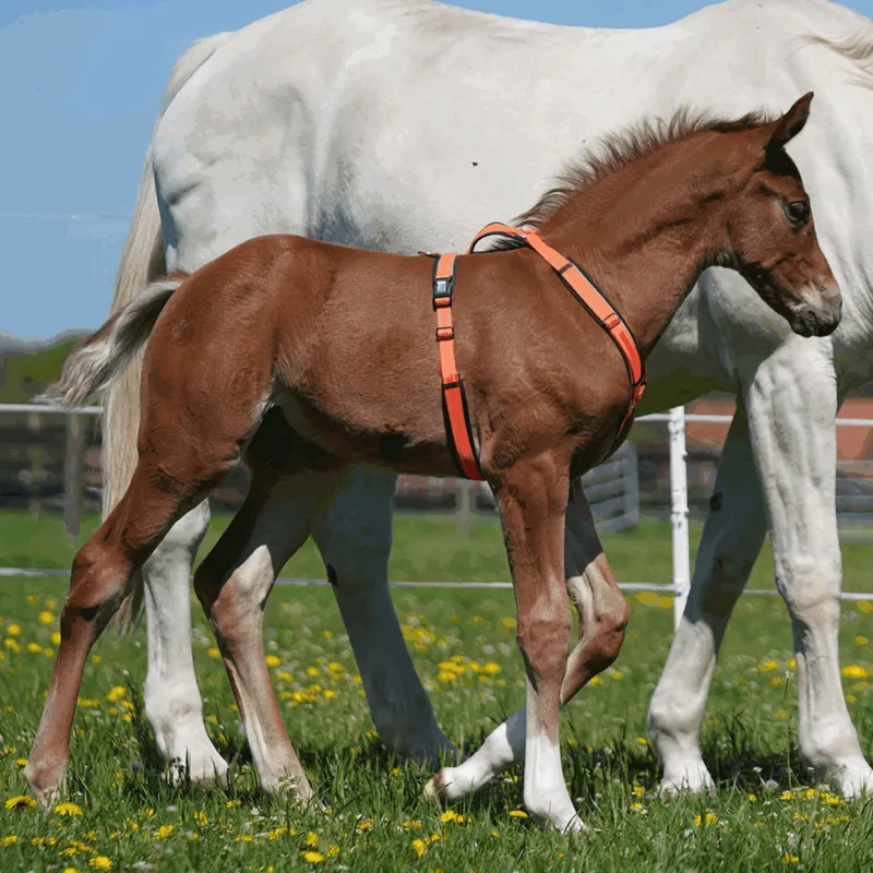 Sprenger Foal Harness - Orange