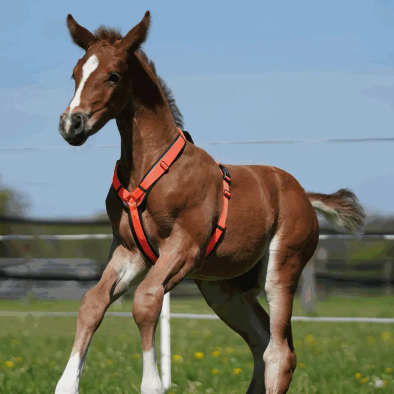 Sprenger Foal Harness - Orange-1