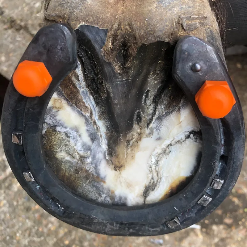 StudFast Patented Polymer Dome Studs - Orange-1