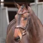 Shires Velociti Lusso Elite Flash Bridle - Havana