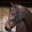 Shires Velociti Lusso Elite Grackle Bridle - Black