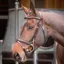 Velociti RAPIDA Training Bridle - Havana