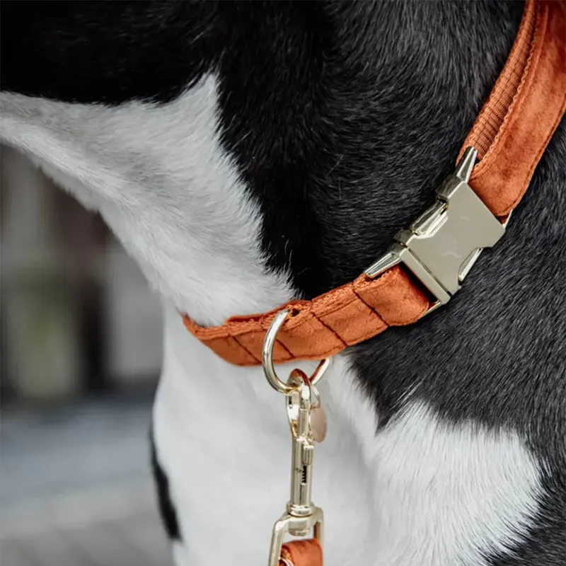 Kentucky Velvet Dog Collar - Orange-2
