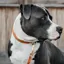 Kentucky Velvet Dog Collar - Orange