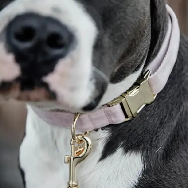 Kentucky Velvet Dog Collar - Soft Rose-2