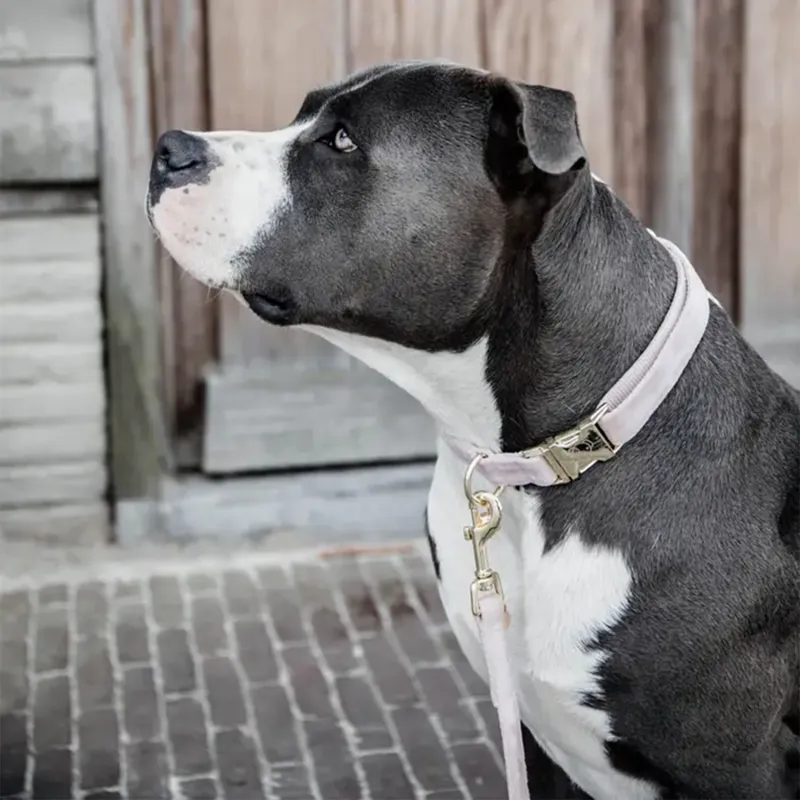 Kentucky Velvet Dog Collar - Soft Rose