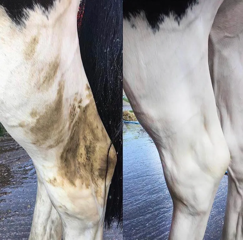 Smart Grooming Black Edition Whitening Shampoo - Deep Purple -6