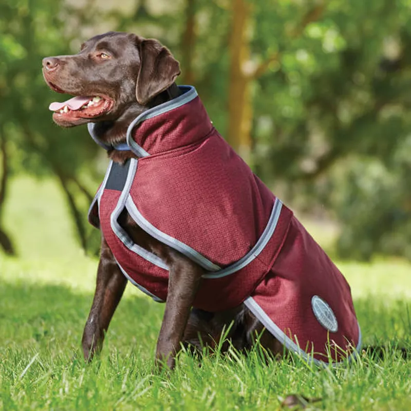 burgundy dog coat