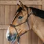 Dy'on Working Training Halter - Brown